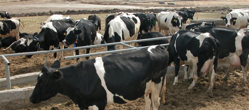 HAYVAN YETİŞTİRİCİLİĞİNİN SORUNLARI VE ÇÖZÜM ÖNERİLERİ