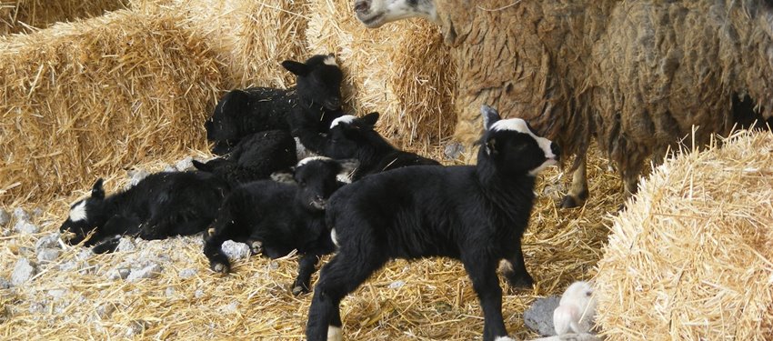 HAYVANSAL ÜRETİMDE BİYOTEKNOLOJİK UYGULAMALAR